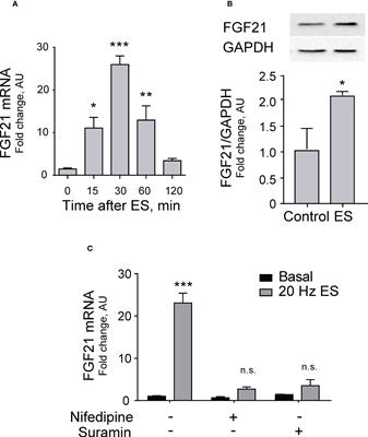 Fibroblast growth factor 21 is expressed and secreted from skeletal muscle following electrical stimulation via extracellular ATP activation of the PI3K/Akt/mTOR signaling pathway